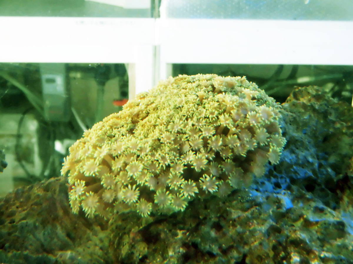 ★★マリンハウス★★ハナガササンゴ（スーパーＧ）★