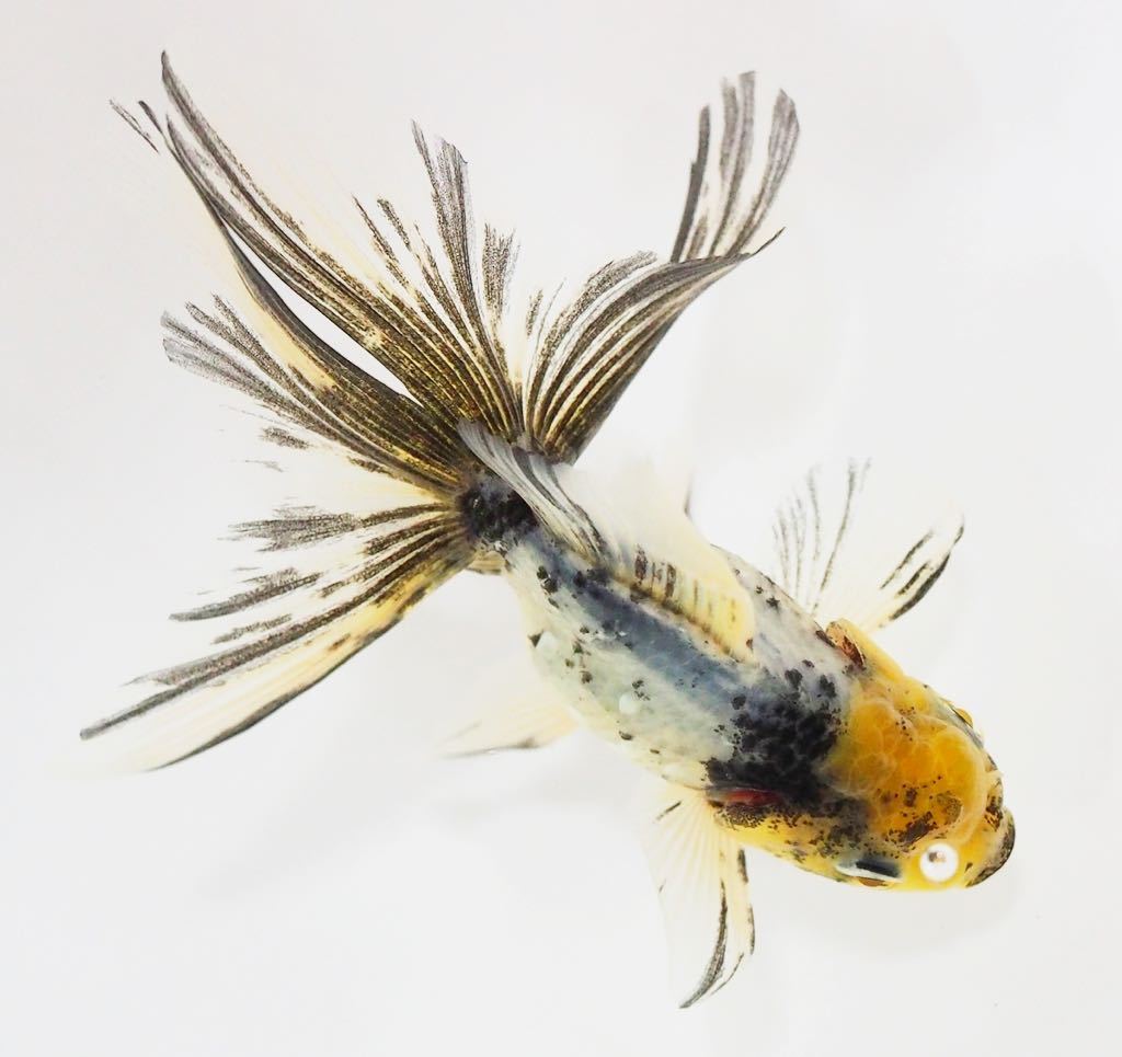 水墨オランダ　ロングテール　No6　　231110