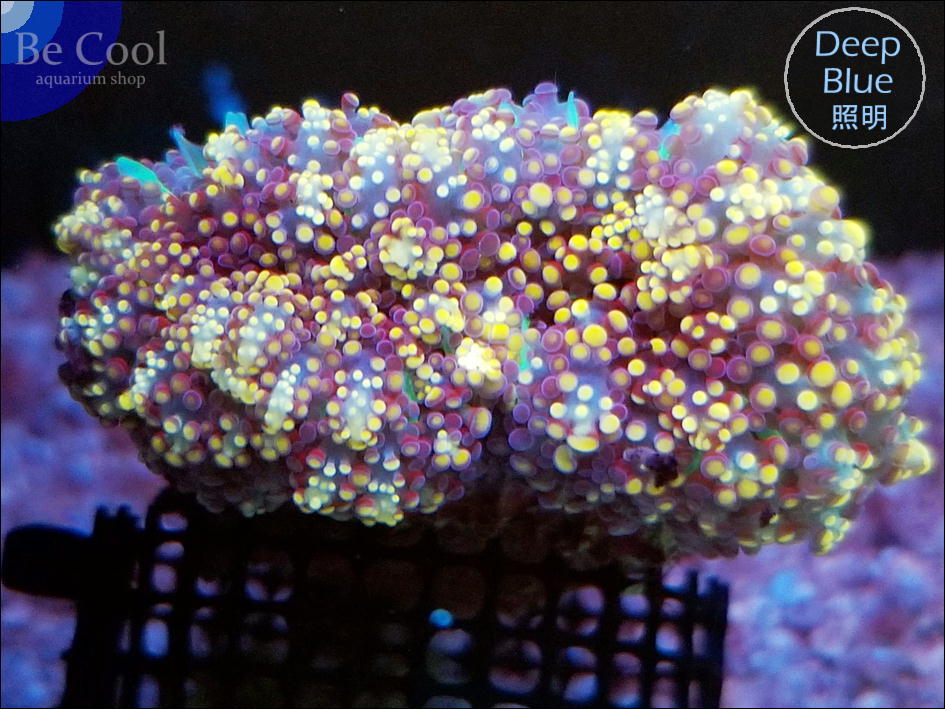 『ビクール』S８３ハナブサツツマルサンゴ（６ｃｍ前後）