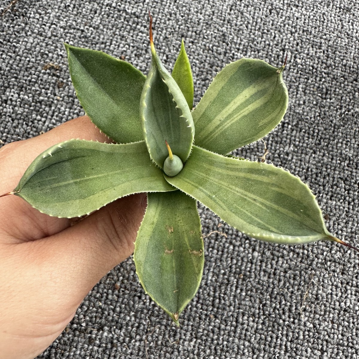 B54 【パンダ園芸】多肉植物アガベ パリー トランカータ ライムストリーク　アイス発根済み 