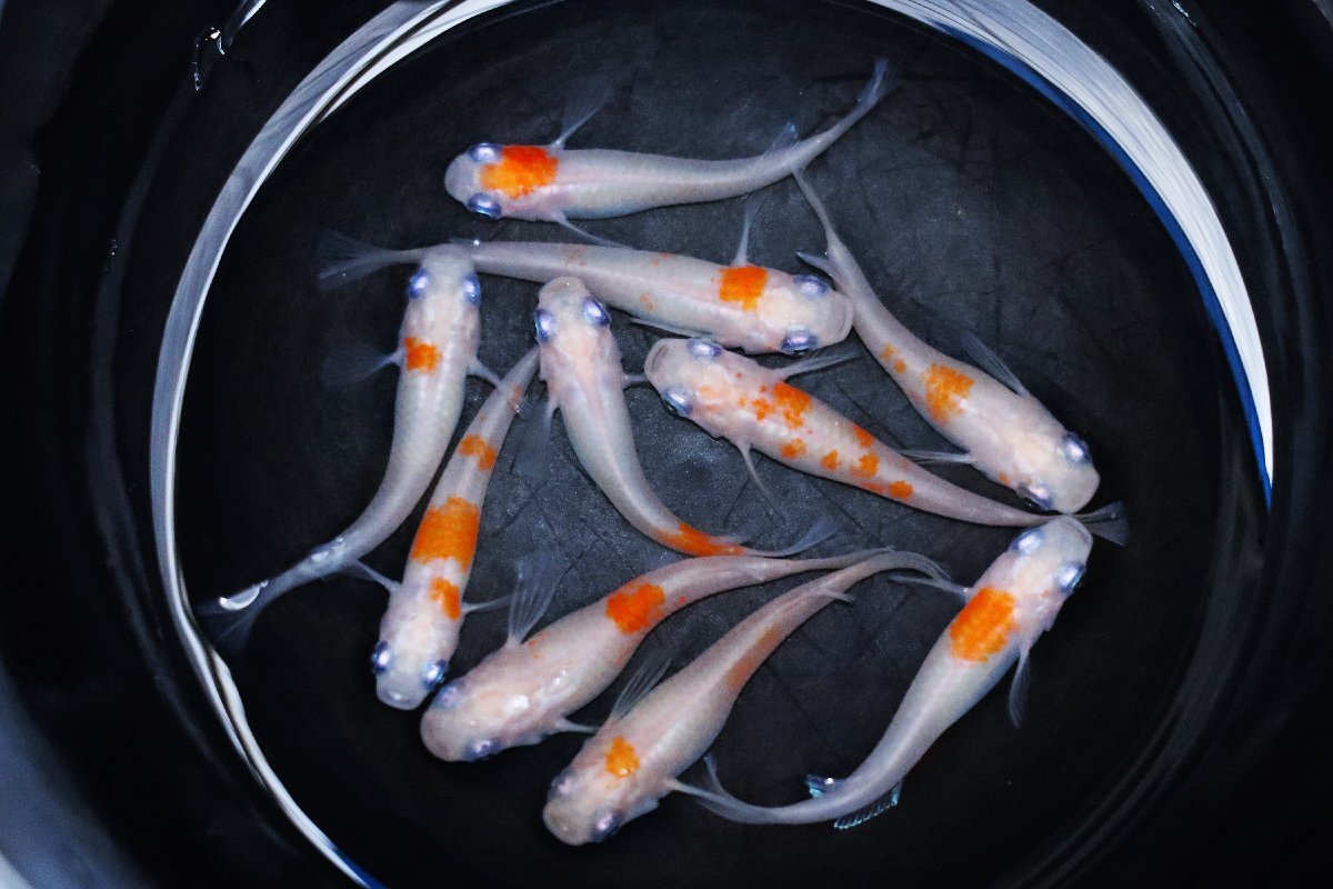 【八代海洋】雲州紅白　１０尾 《現物画像！》