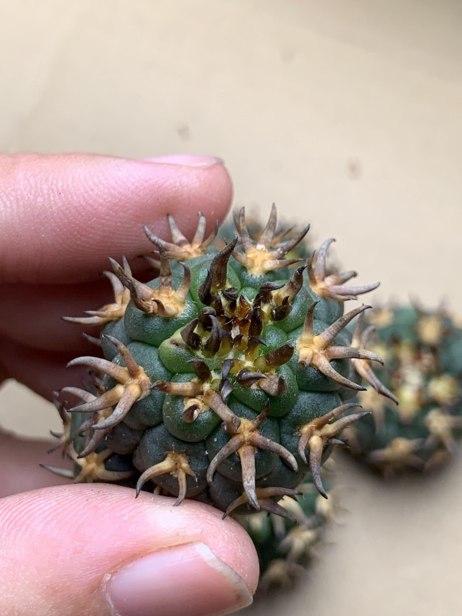 狂刺 .短刺 CZ7多肉植物 サボテン 極上短黒狂刺 強棘天平