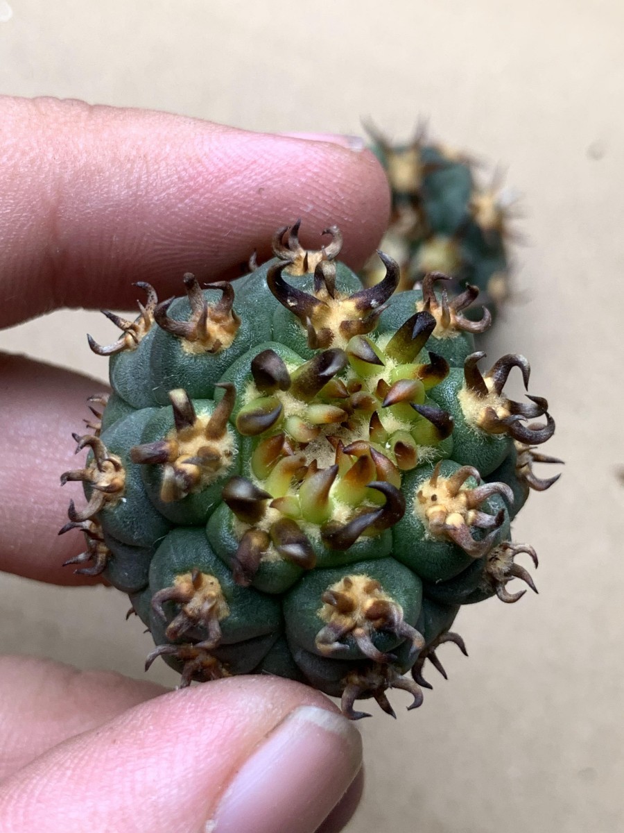 狂刺 .短刺 CZ7多肉植物 サボテン 極上短黒狂刺 強棘天平