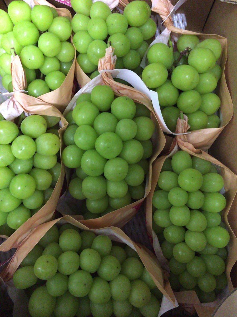 大房シャインマスカット 7房入り長野県産 シャインマスカット 長野県産