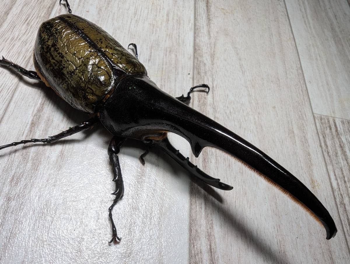 ＤＨヘラクレス ♂150.5ｍｍ　零IBU5U4 - U6SAGTR.RU01U6SA-ティーガー168 x T-117MX.T-115 vol.1 - アンビタル零I.FFUB67