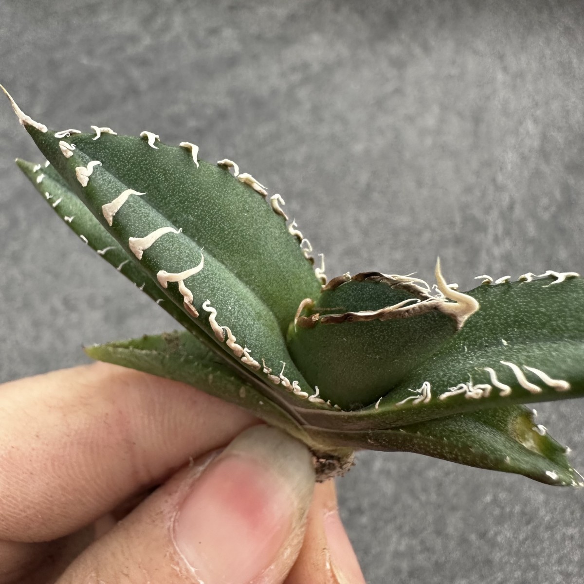 アガベ チタノタ SAD 南アフリカダイヤモンド W39 【パンダ園芸