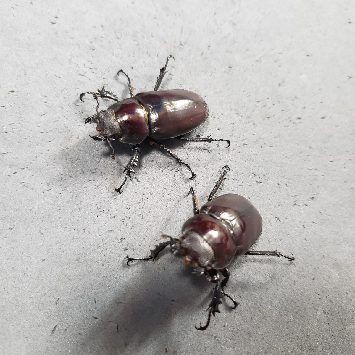 ドンミヤマ　２♀　３９mm　３９mm