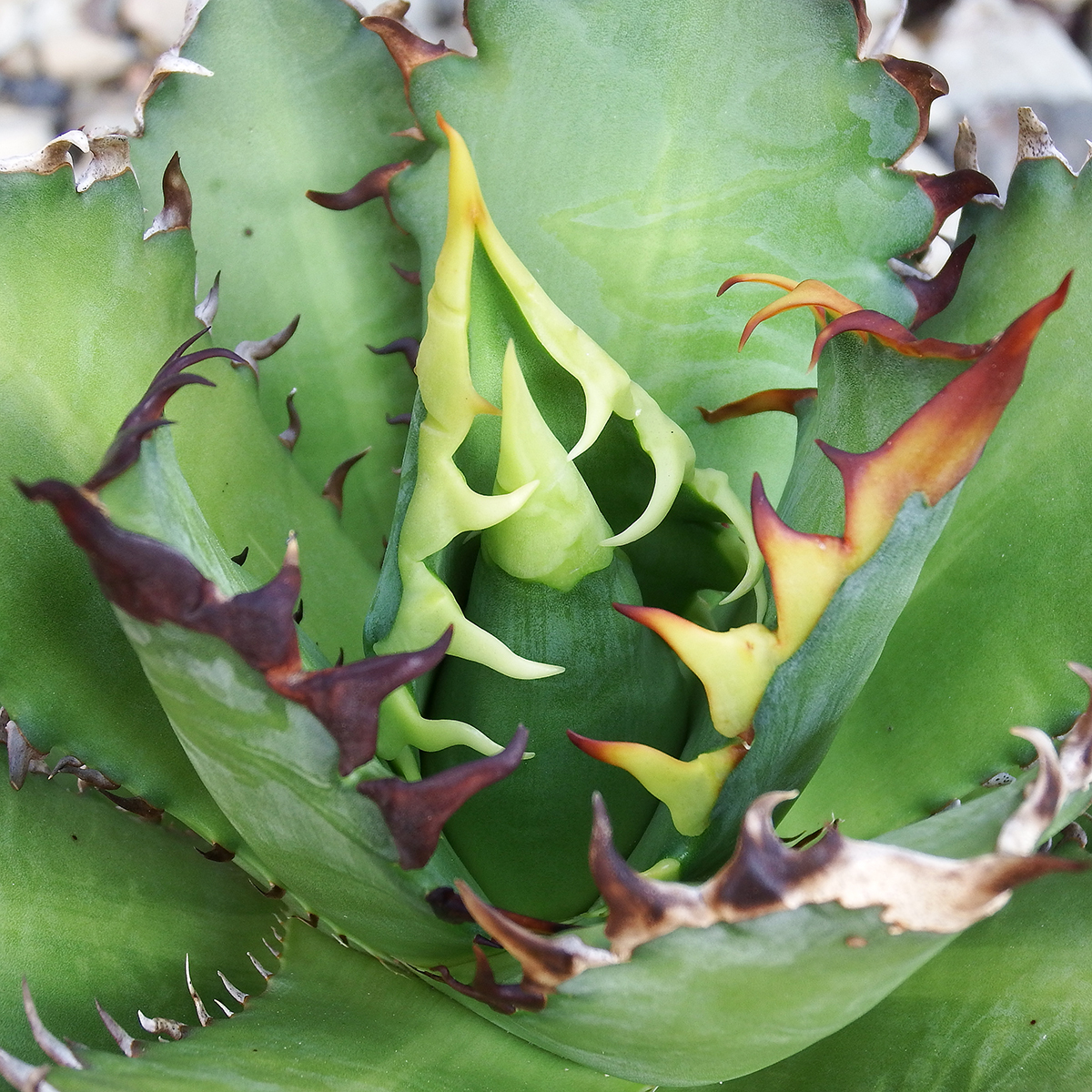 優良株！ 美棘 アガベ チタノタ レッド キャットウィーズル ' Red catweezle ' 大株 BIG-B04 強棘 極上株 裏棘 特選 美株 特選 ゴリ猫 赤猫