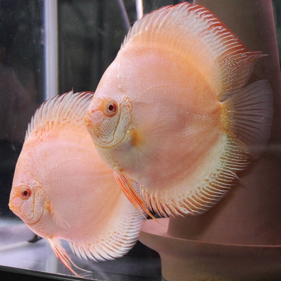  激レア ルビーインプラチナスネーク ２匹セット １１月２６日ま のお届け限定 ディスカス 熱帯魚(ディスカス)｜売買されたオークション情報、yahooの商品情報をアーカイブ公開 - オークファ ディスカス