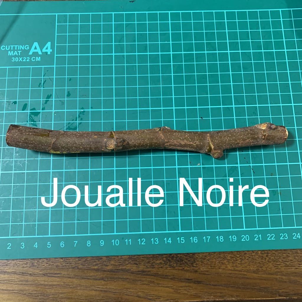 いちじく 穂木 Joualle Noire Joualle Noire穂木 イチジク穂木