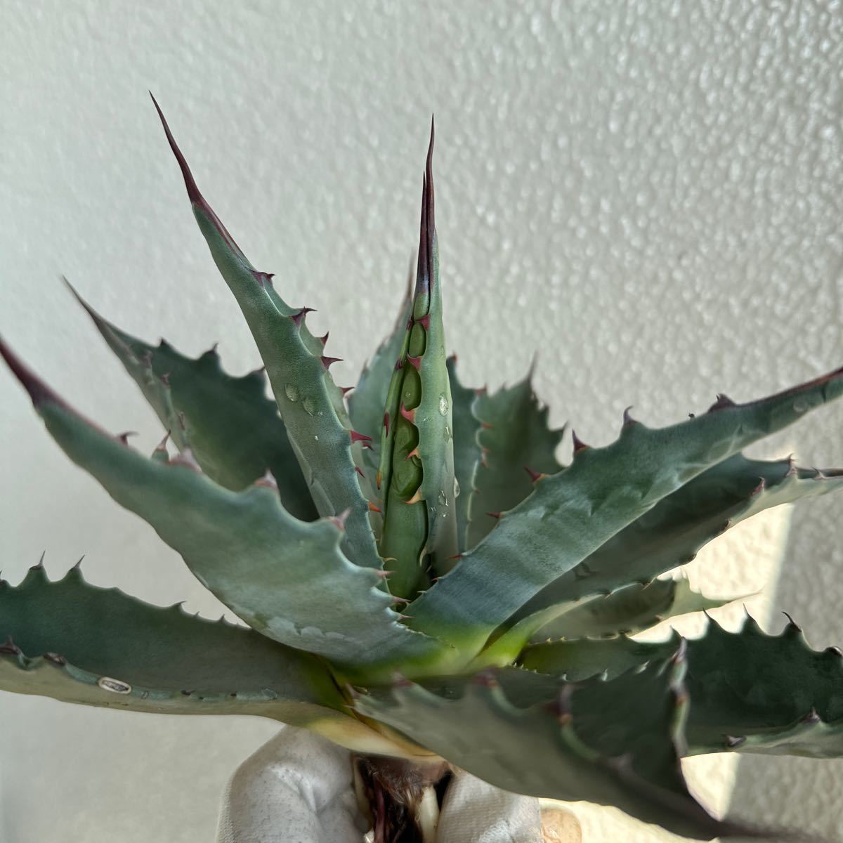 アガベ モンタナ ビッグスカイ 中株 ドライガーデン Agave montana