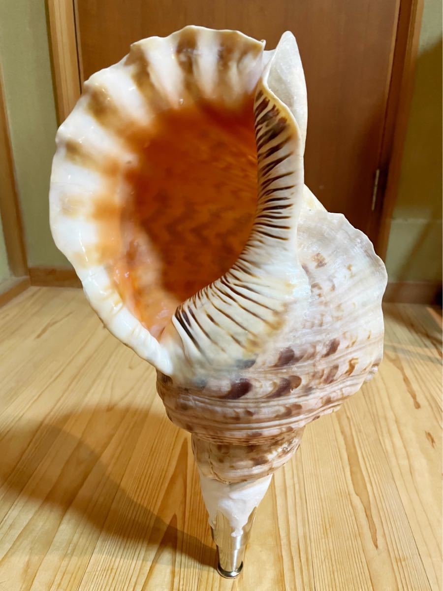 山伏 密教 魔除け 修験道法螺貝 熊よけ❣️ホラガイ 熊よけ ほら貝