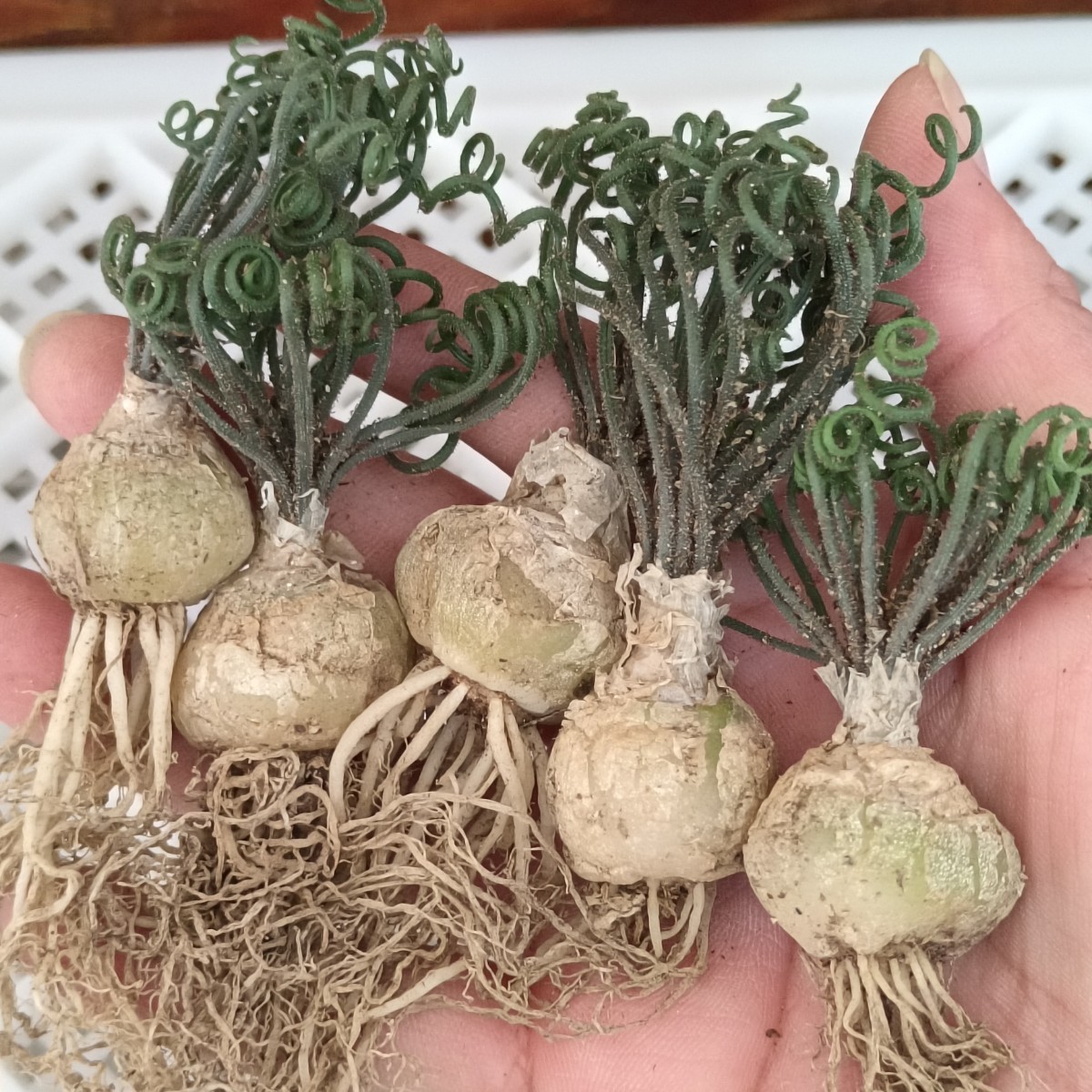 【飛竜園】R-133 特選 多肉植物 Albuca bruce-bayeri (実生) 激レア 5株 多肉植物