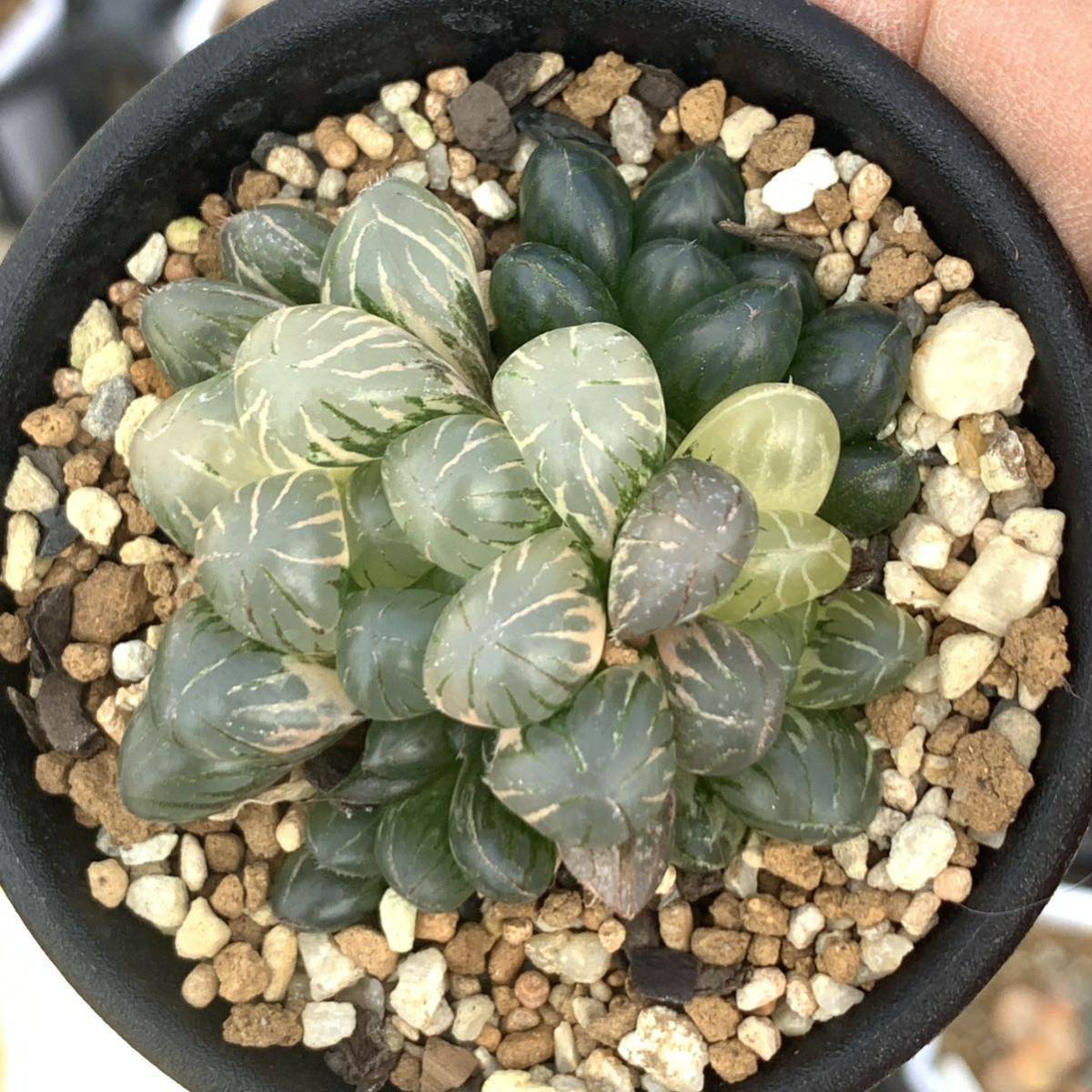 多肉植物 ハオルチア オブツーサ錦 OB-1 極上斑 多肉植物 ハオルチア