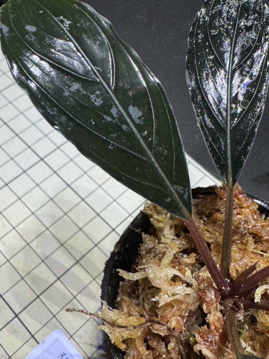 Bucephalandra kishii 大株 Var Kishii 超大型ブセファランドラ