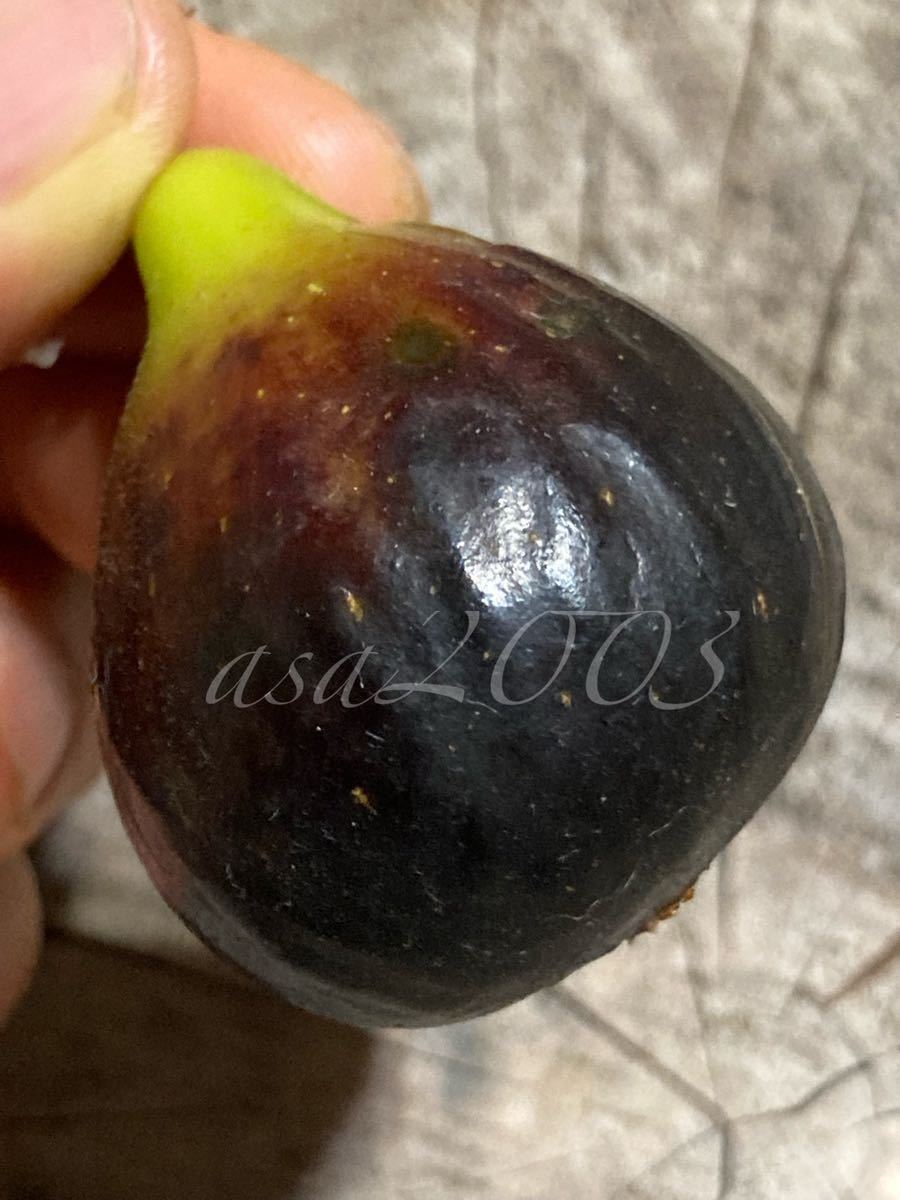 No.172 それ本物ですか？Black Madeira 世界一美味しいイチジク 穂木