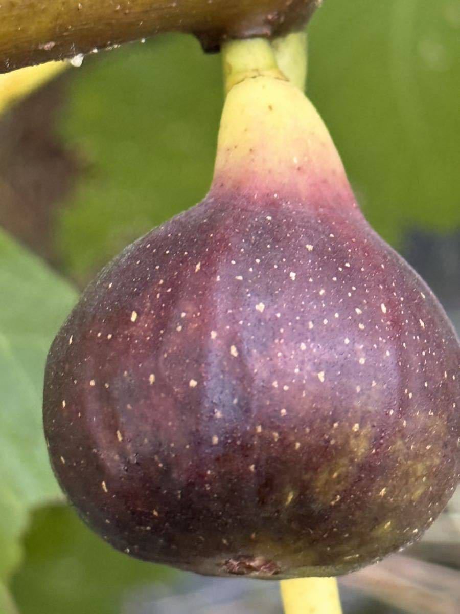 No.172 それ本物ですか？Black Madeira 世界一美味しいイチジク 穂木