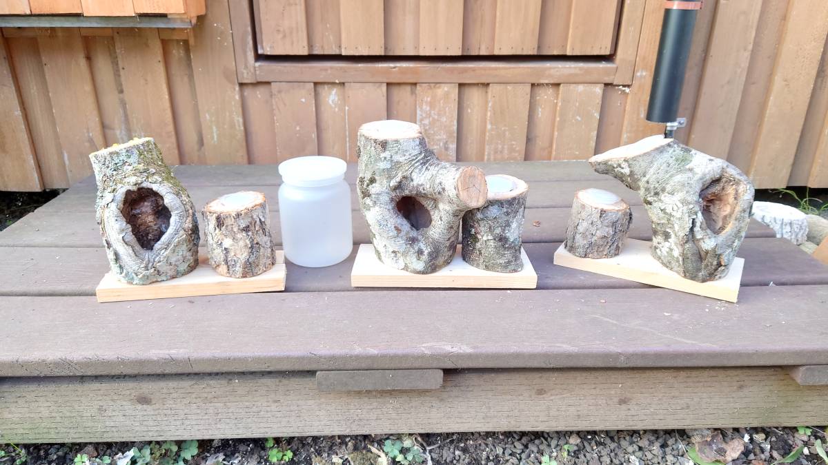 クワリウム 隠れ家 エサ皿 シェルター 樹洞 止まり木 樹洞加工 天然樹 