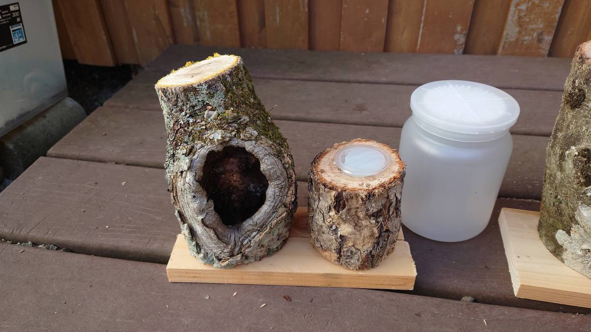 昆虫用品 特大クワリウム 樹洞 登り木 エサ台 シェルター