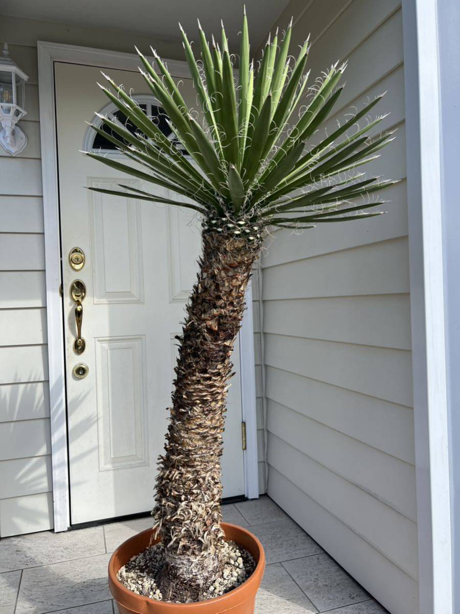 ユッカ フィリフェラ ユッカ フィリフェラ 観葉植物 ） #25ユッカ