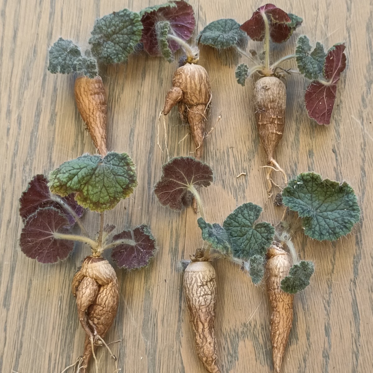 S024 サボテン 多肉植物 ペラルゴニウム バークリー Pelargonium barklyi 塊根植物 コーデックス 極上6株 