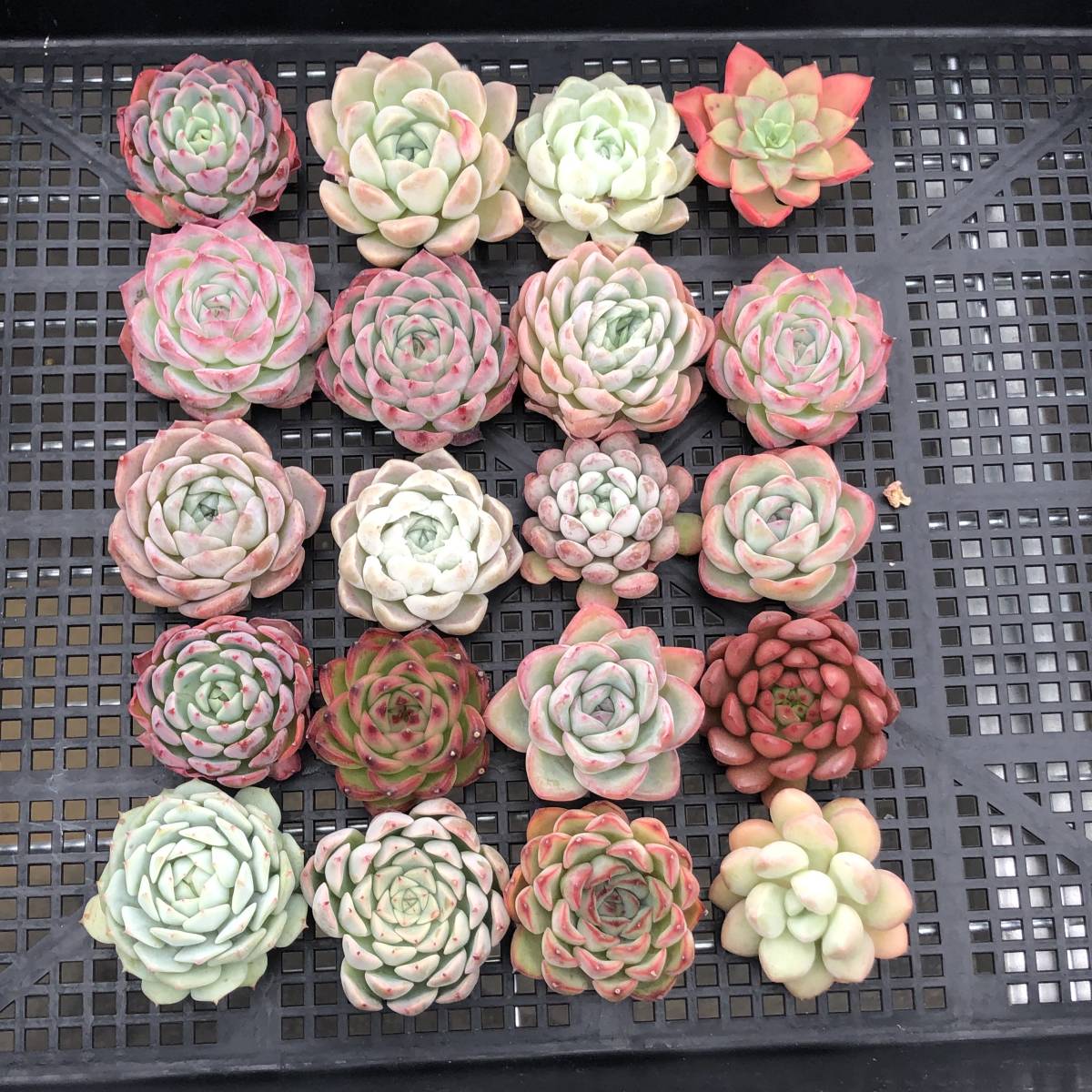 ≧∇≦）多肉植物 ハオルチア アトロフスカミュータント錦 宝蓮灯