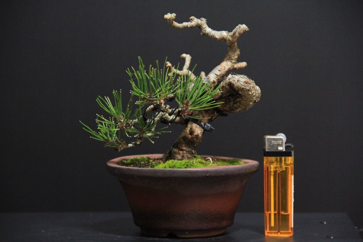 盆栽 赤松 樹高 松 あかまつ Pinus densiflora 園芸ネット本店 