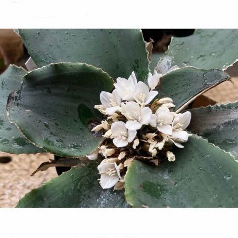 Yahoo!オークション - Rokautskyia latifolia 