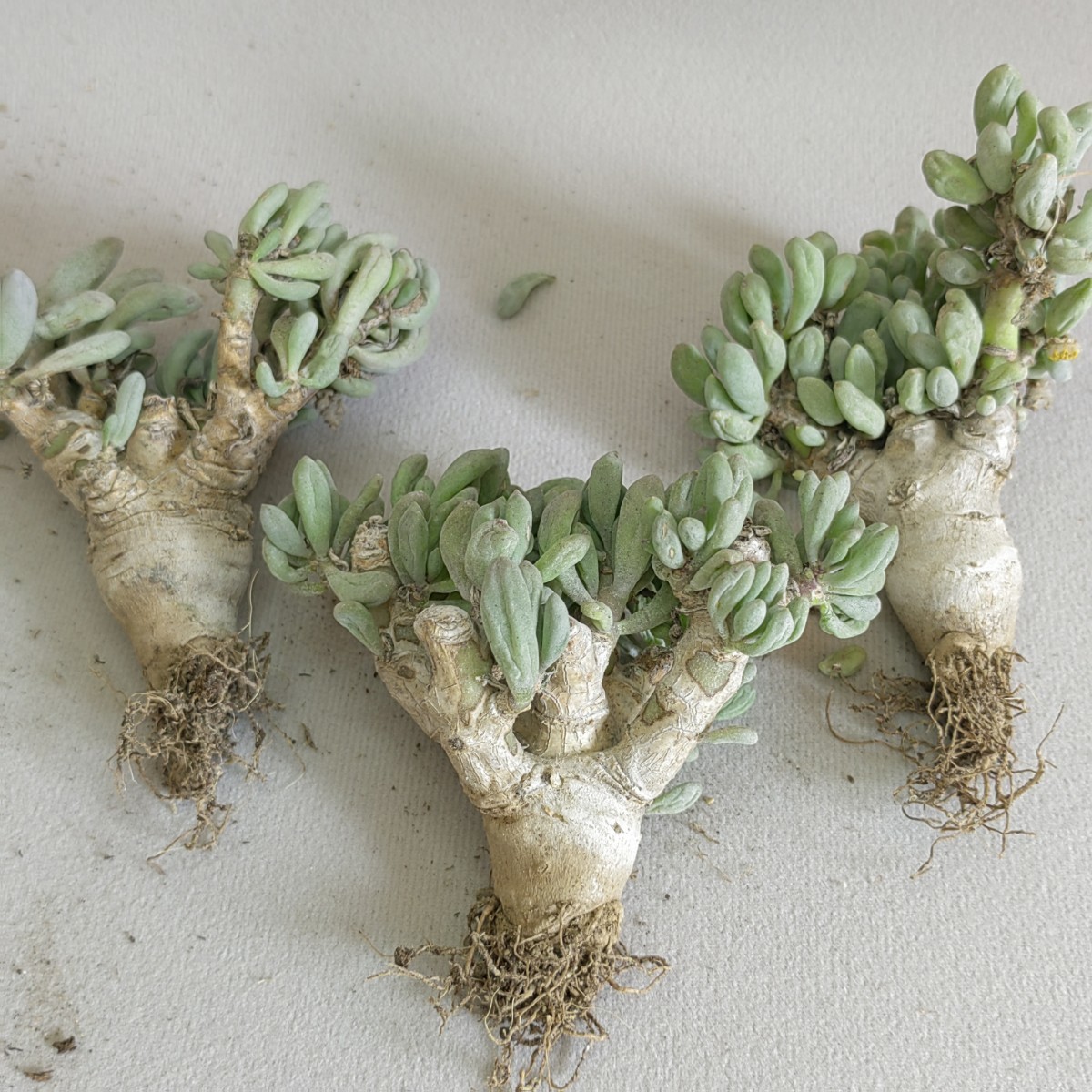 ≧∇≦）多肉植物 ハオルチア アトロフスカミュータント錦 宝蓮灯