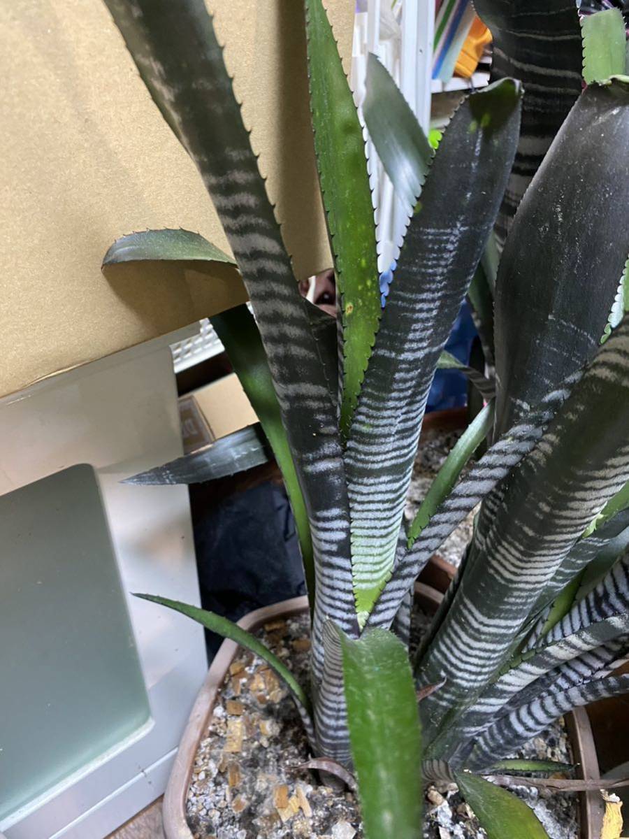 Billbergia Darth Vader 2株 Billbergia 'Darth Vader' 【公式通販】