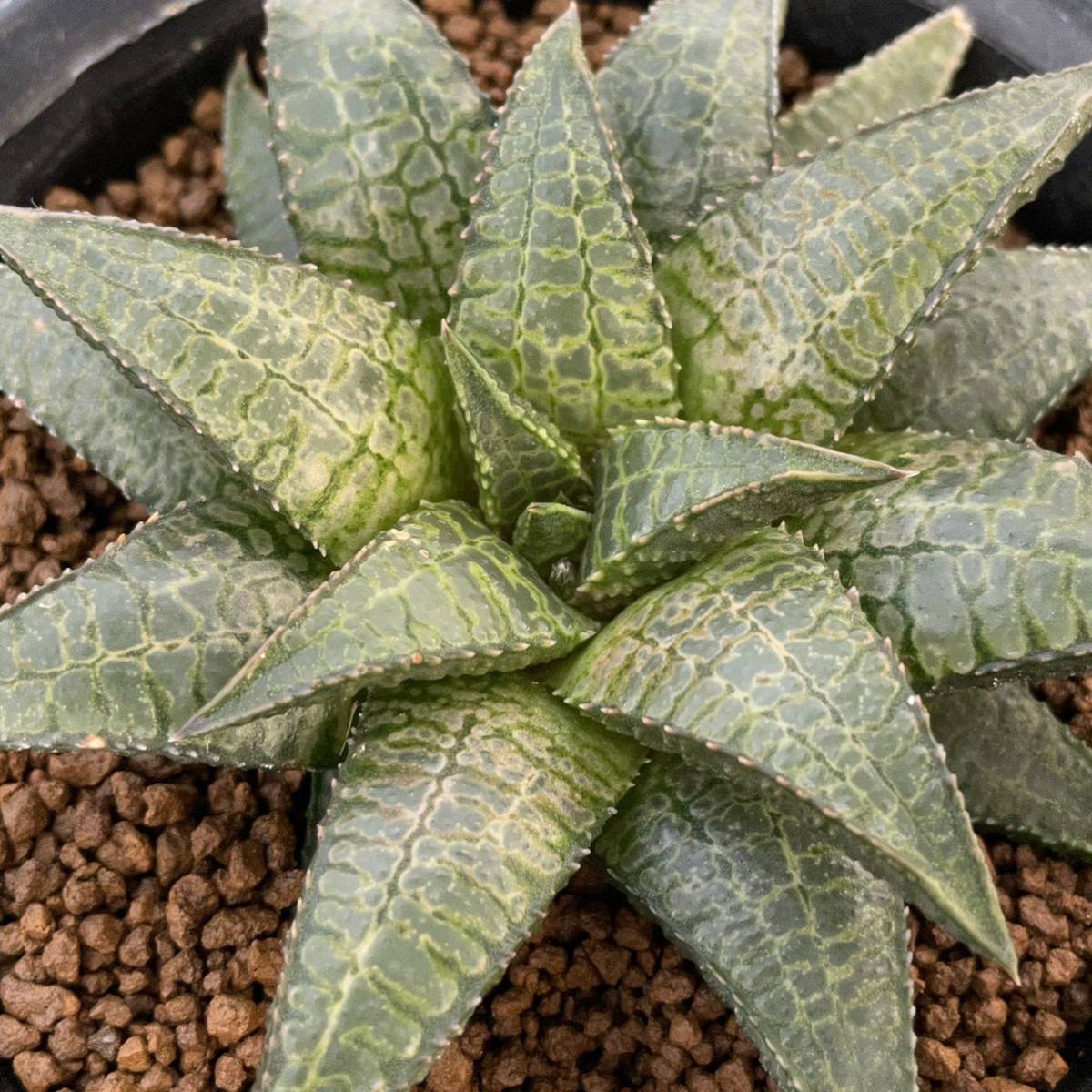 （≧∇≦）多肉植物 ハオルチア うろこ窓