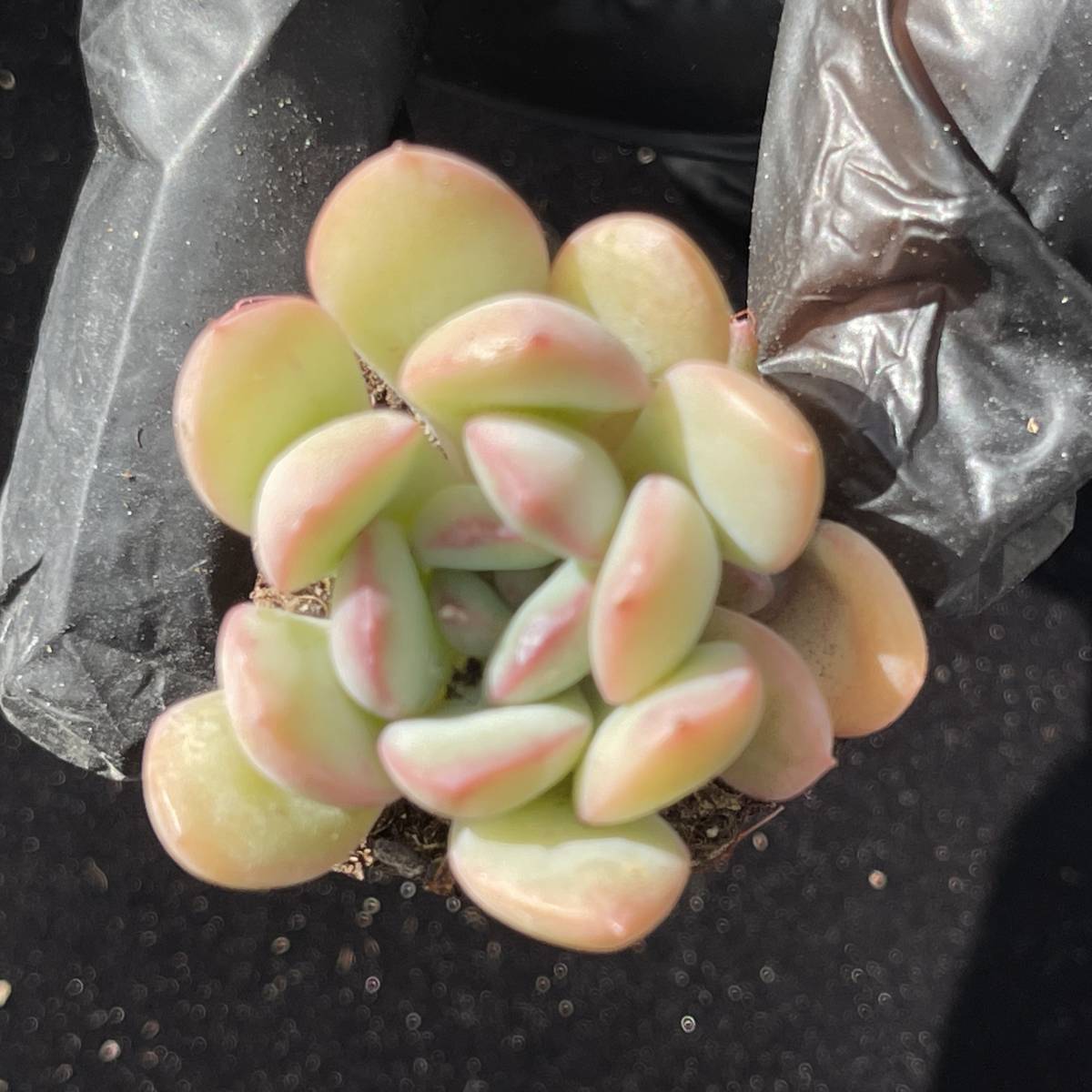 72株 C262-2多肉植物 エケベリア マイダス 超美苗 サボテン 観葉植物 花 園芸　レア種 土と鉢付きで