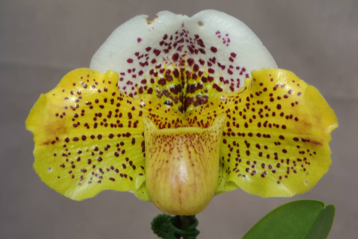 【最新整形パフィオ　ツボミ付き】OS3189 Paph. (Hiro Dimension×Flight Jack) ‘＃1’×(hamana Smile×Mountain's Flight)`201' 　