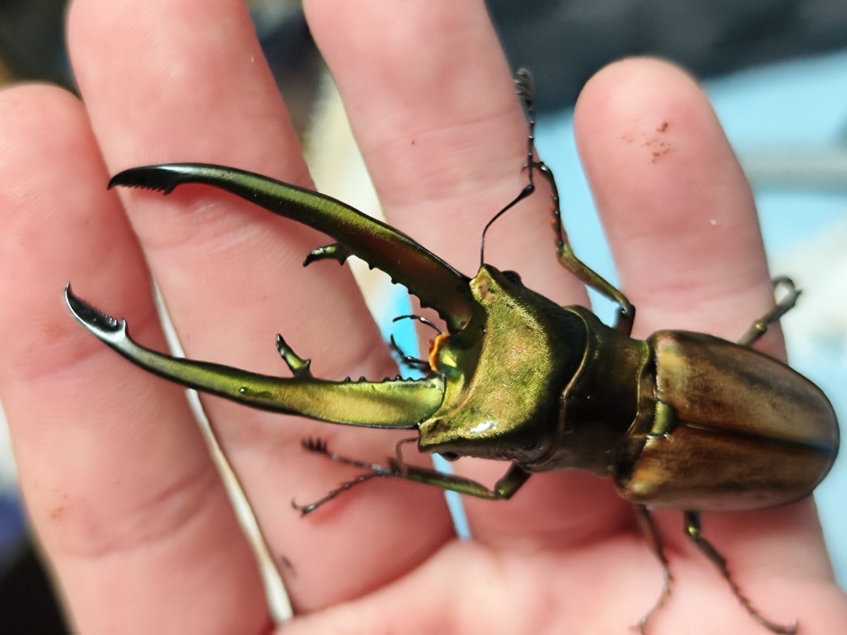 クワガタ 77.7mm チュウホソアカクワガタ ♂のみ 標本用 赤ドンキ ドンキエル