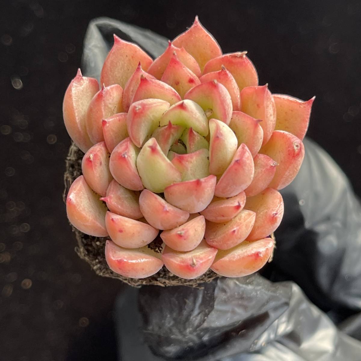 多肉植物24個 1003-D222 レッドベルベット エケベリア カット苗 【公式
