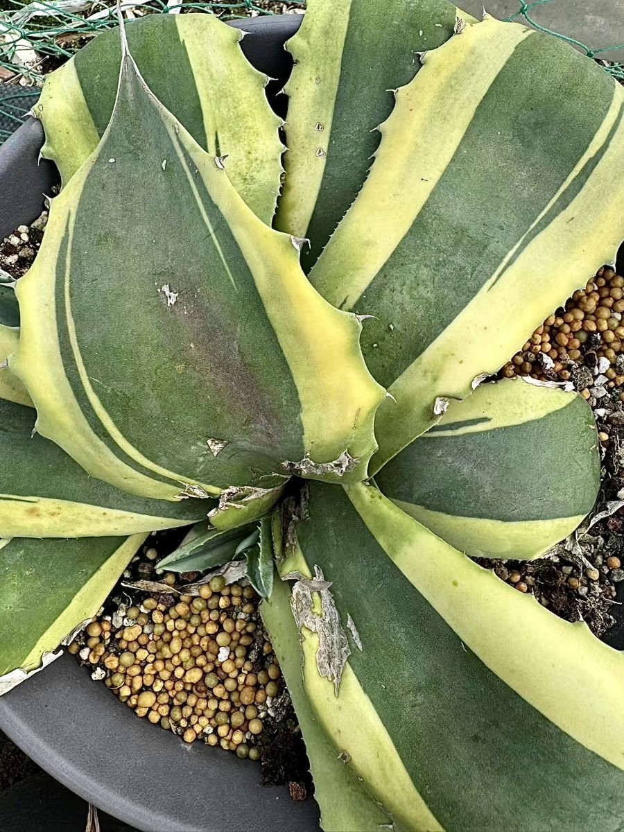 アガベ オバティフォリア オルカ Agave D54瀧將plant多肉植物アガベ