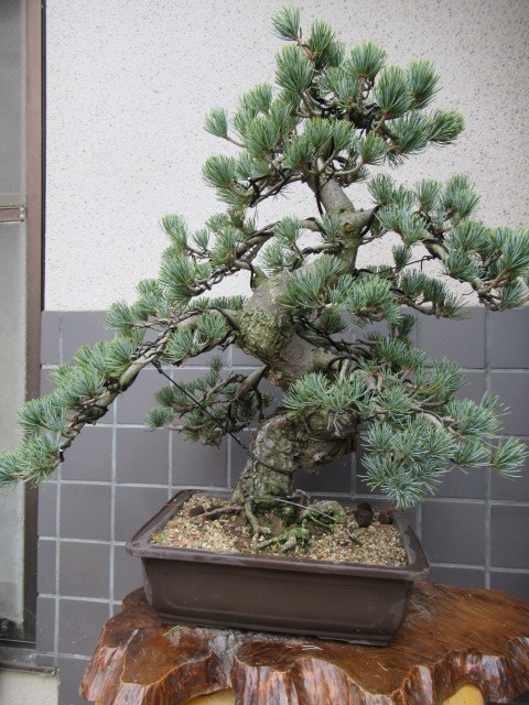 中品盆栽 盆栽 宮島五葉松 五葉松 四国宮島五葉松盆栽 (樹高57cm) 和