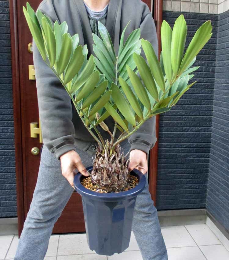 【現品】良株　ザミア(メキシコソテツ・メキシコ蘇鉄・ザミアソテツ)8号　A7番