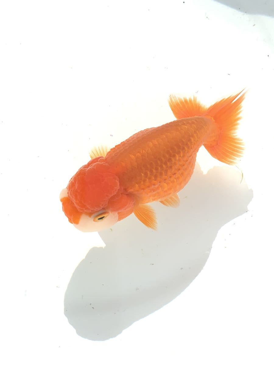 らんちゅう 2026年最新Yahoo!オークション 宇野(金魚)の中古品 