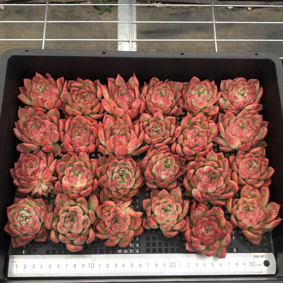 フロリディティ エケベリア 多肉植物 - J6047 2.5寸苗 ハニー 多肉植物
