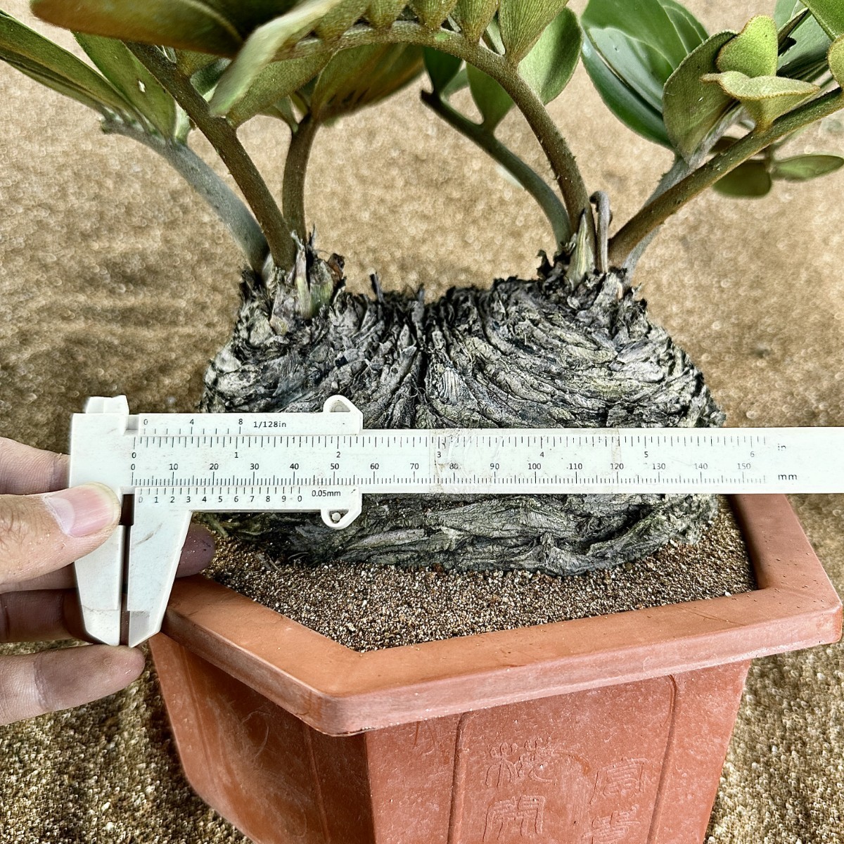 T29 貴重な希少種 レア 観葉植物 ザミア [メキシコソテツ] 蘇鉄 巨大株