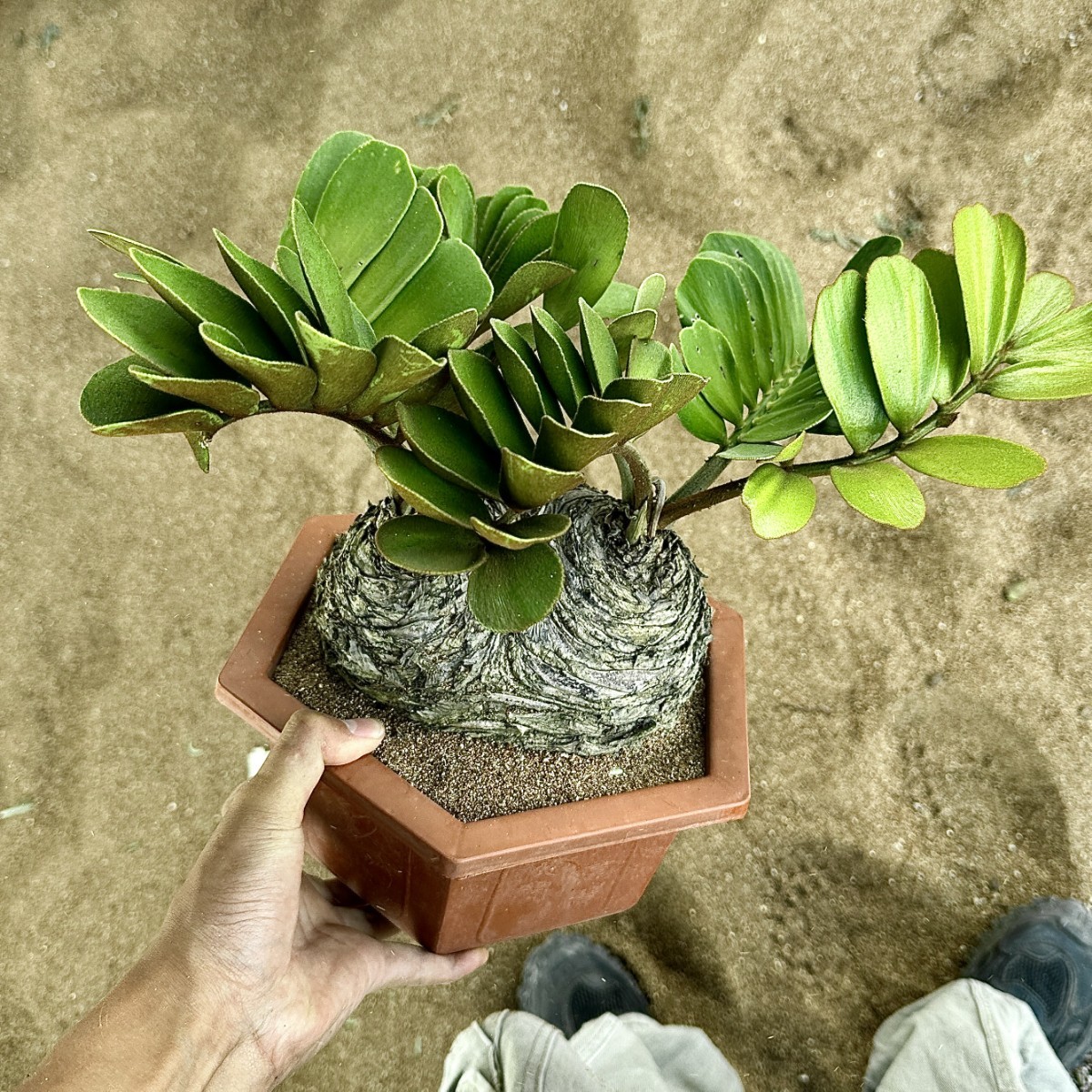 T29 貴重な希少種 レア 観葉植物 ザミア [メキシコソテツ] 蘇鉄 巨大株