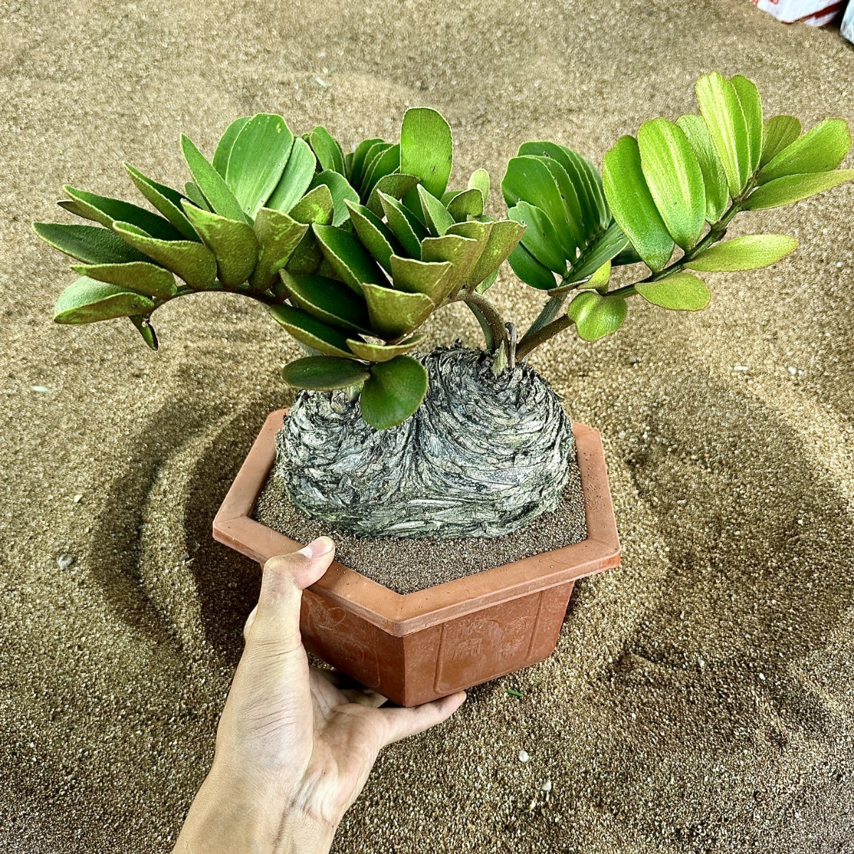 T29 貴重な希少種 レア 観葉植物 ザミア [メキシコソテツ] 蘇鉄 巨大株