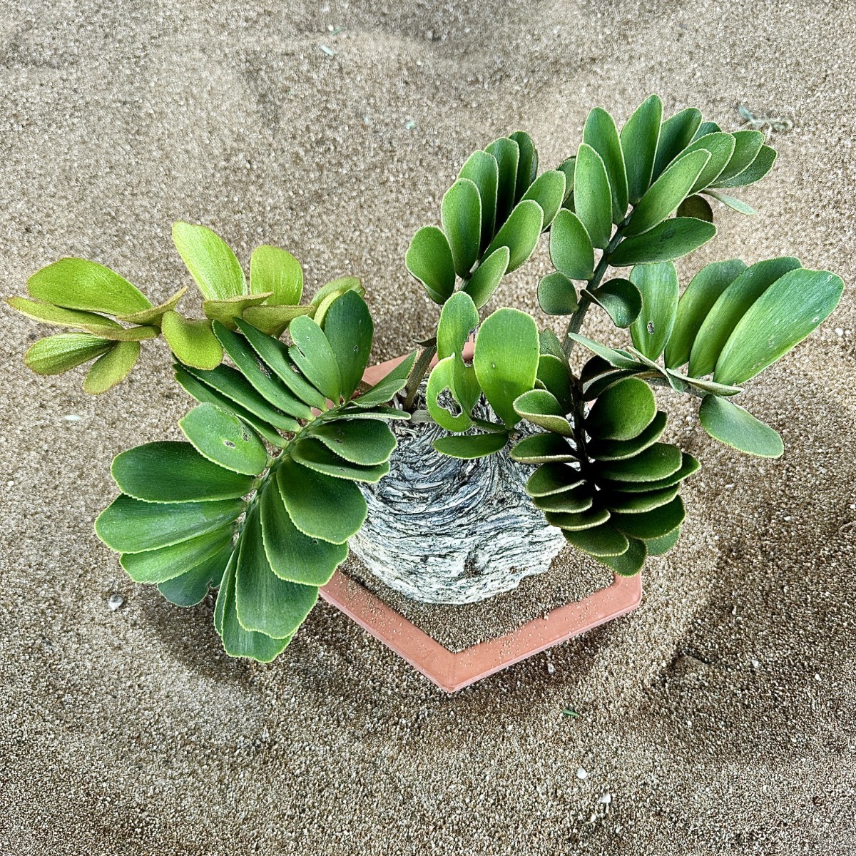 T29 貴重な希少種 レア 観葉植物 ザミア [メキシコソテツ] 蘇鉄 巨大株