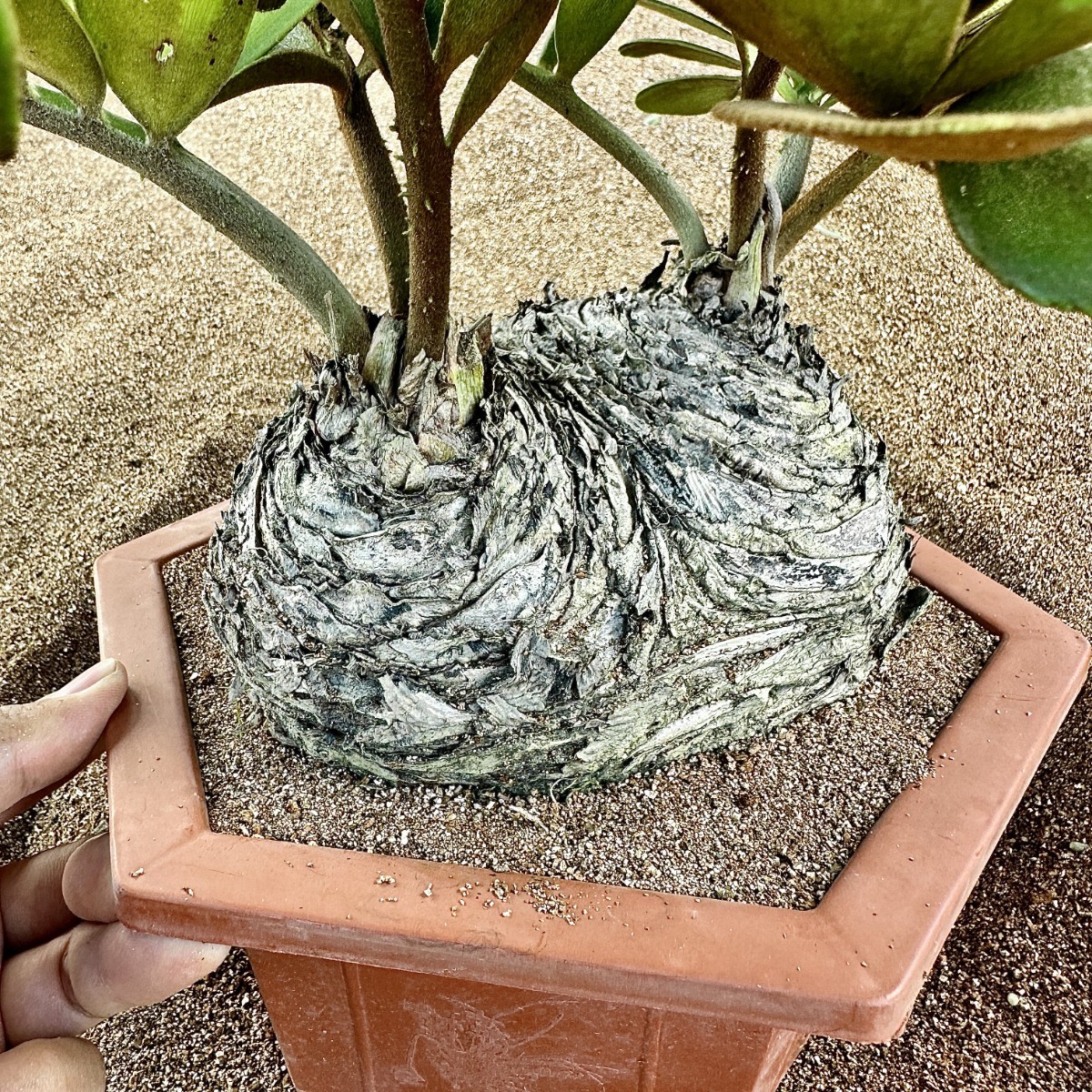 T29 貴重な希少種 レア 観葉植物 ザミア [メキシコソテツ] 蘇鉄 巨大株