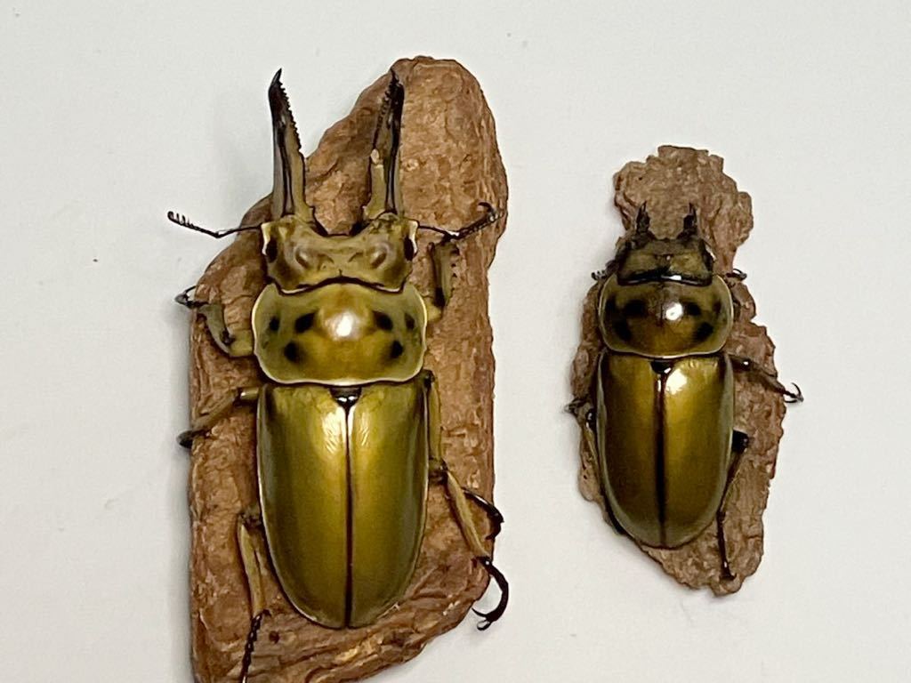 ババオウゴンオニクワガタ ペア