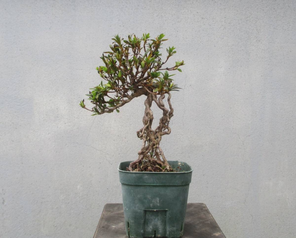 小品　根上がり　さつき盆栽　　　◆碧空◆　　鉢　　　９＊９ｃｍ