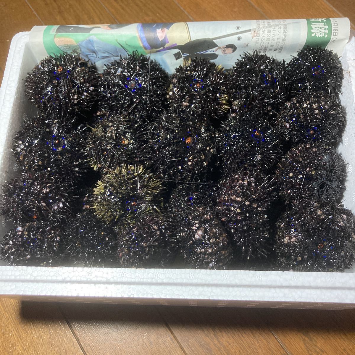 ガンガゼウニ　64個　エサ　石鯛釣り　激安