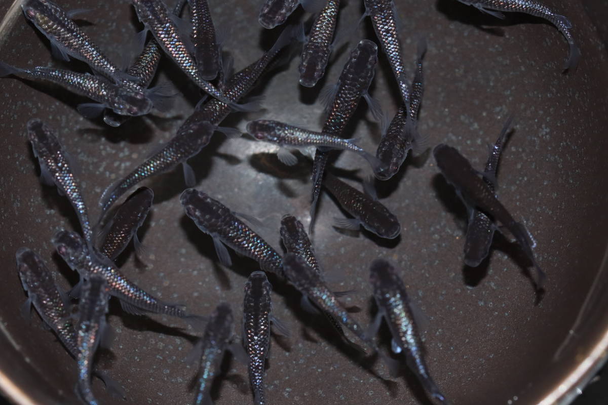 【遊楽園メダカ】現物出品　めだか　ブルームン　３０匹　②　　　