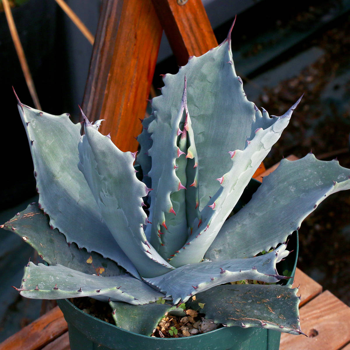 アガベ、ミラビリス アガベ ミラビリス Agave atrovirens 大株 W70cm